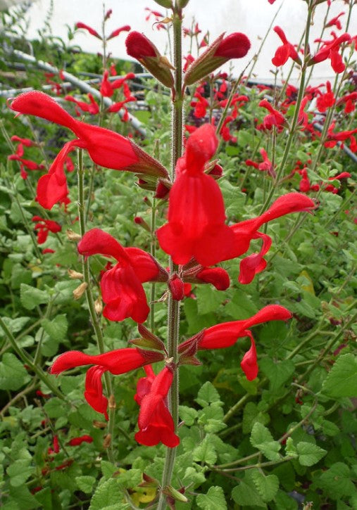 Salvia darcyii