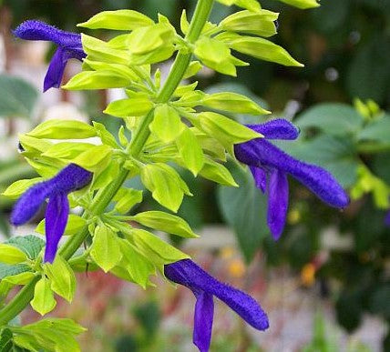 Salvia mexicana 'Limelight'