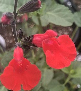 Salvia microphylla 'Red Velvet'