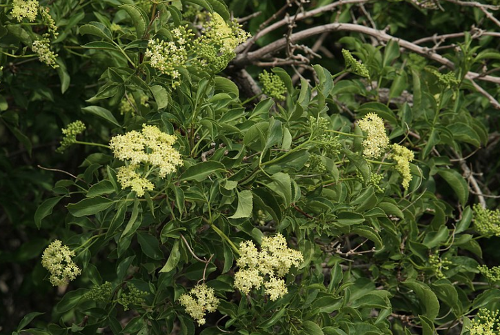 Sambucus mexicana (nigra ssp. caerulea)