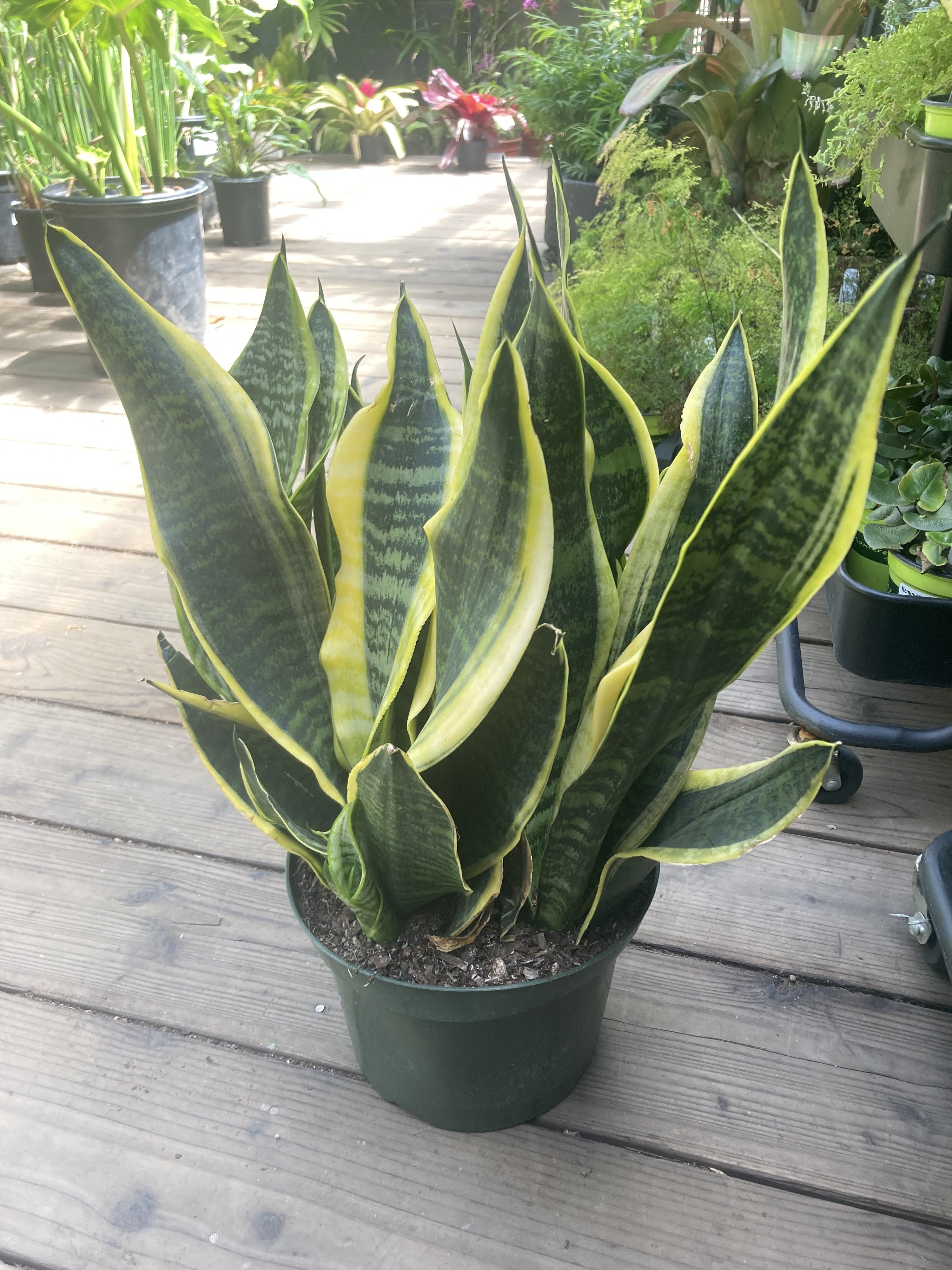 sansevieria superba plant Sansevieria superba – Heron's Head Nursery