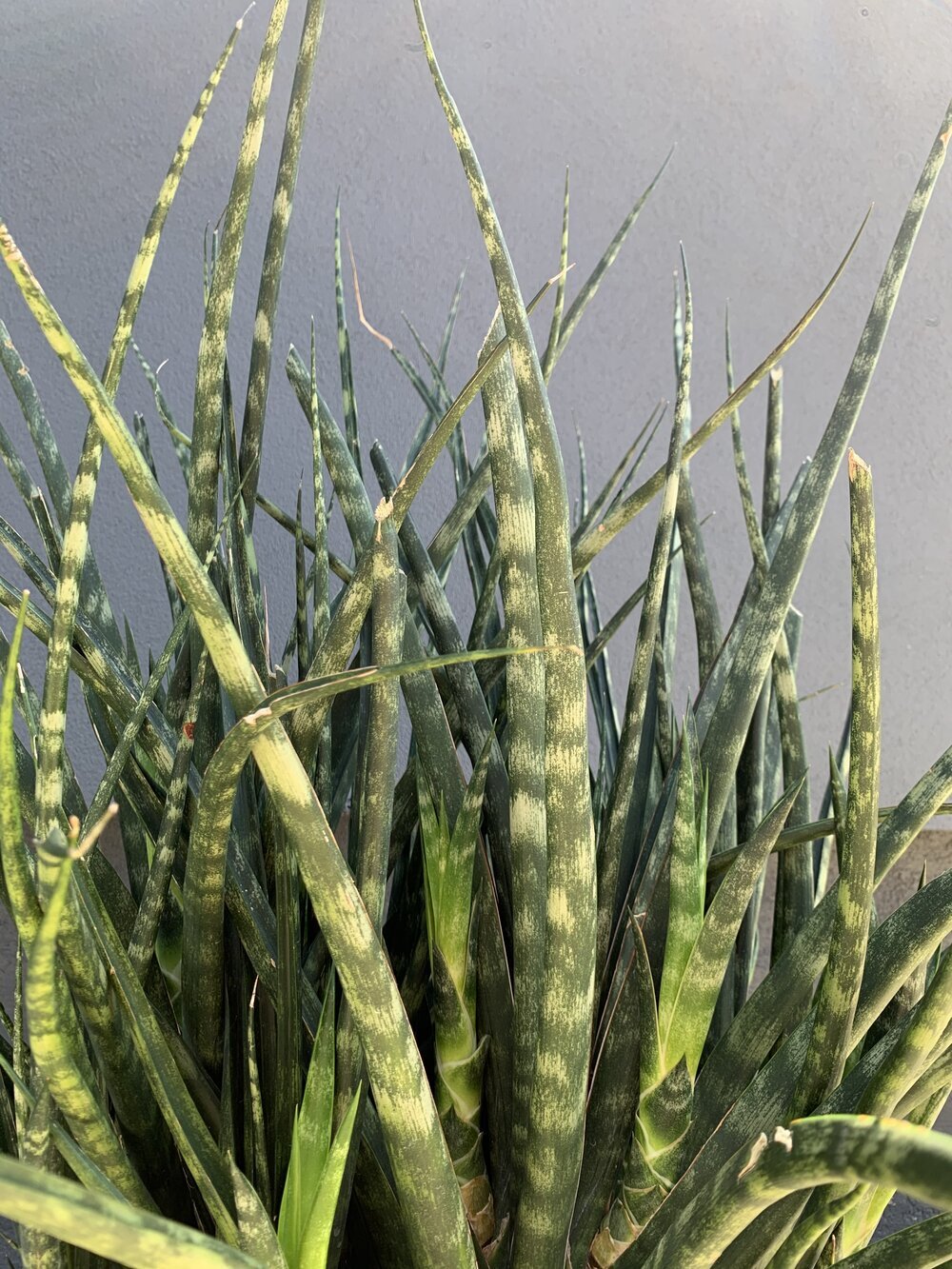 sansevieria mohawk Sansevieria 'Fernwood Mikado' – Heron's Head Nursery