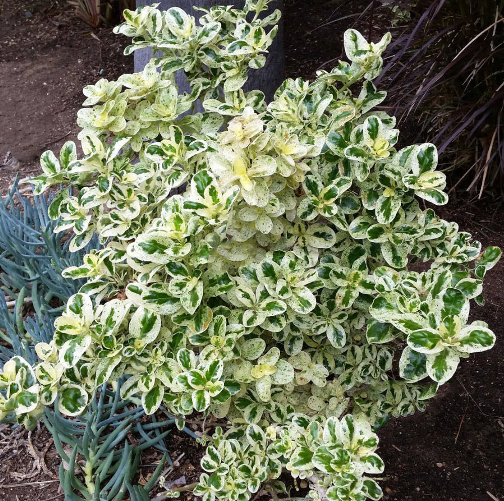 Coprosma repens 'Marble Queen'