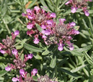 Teucrium cossonii majoricum