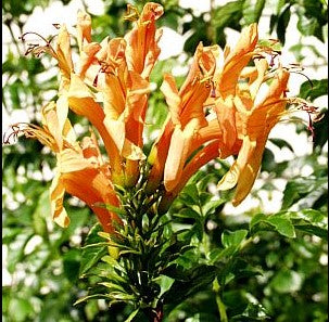 Tecomaria capensis 'Buff Gold'