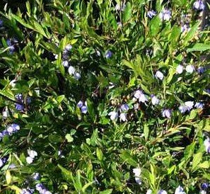 Sollya heterophylla 'Monterey Bay Sapphire'