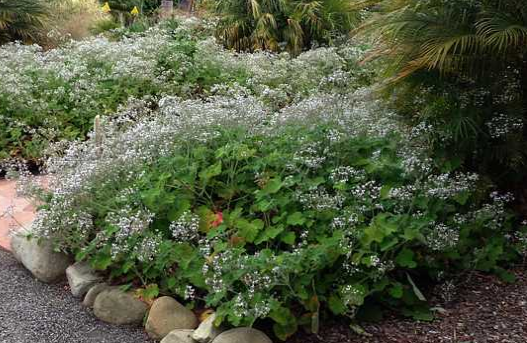 Pelargonium tomentosum