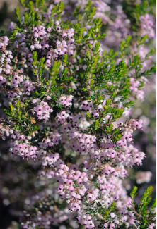 Erica canaliculata 'Rubra'