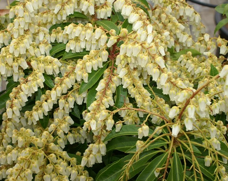 Pieris japonica 'Mountain Fire'