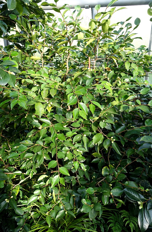 Camellia lutchuensis