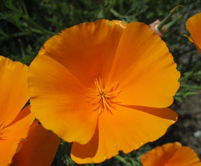 Eschscholzia californica 'Orange King'