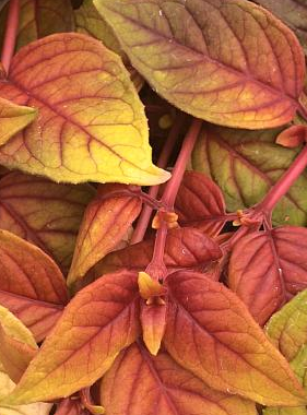 Fuchsia hybrid 'Autumnale'