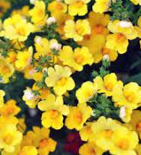 Nemesia 'Angelart Pineapple'