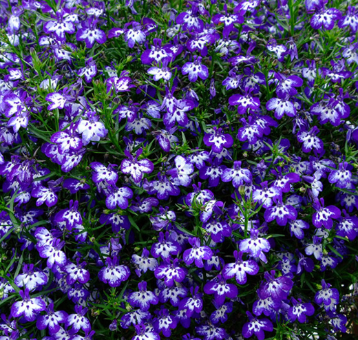 Lobelia 'California Dark Blue Eyes'