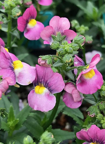 Nemesia fruticans 'Karoo Violet Ice'