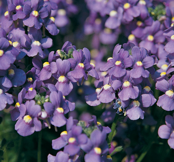 Nemesia fruticans 'Karoo Dark Blue' Heron's Head Nursery