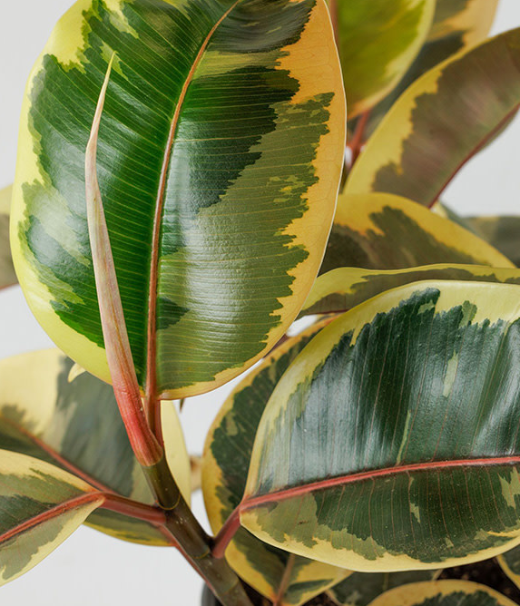 rubber tree decora Ficus elastica (decora) 'Tineke' – Heron's Head Nursery