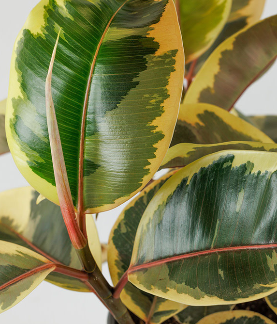 Ficus elastica 'Tineke'