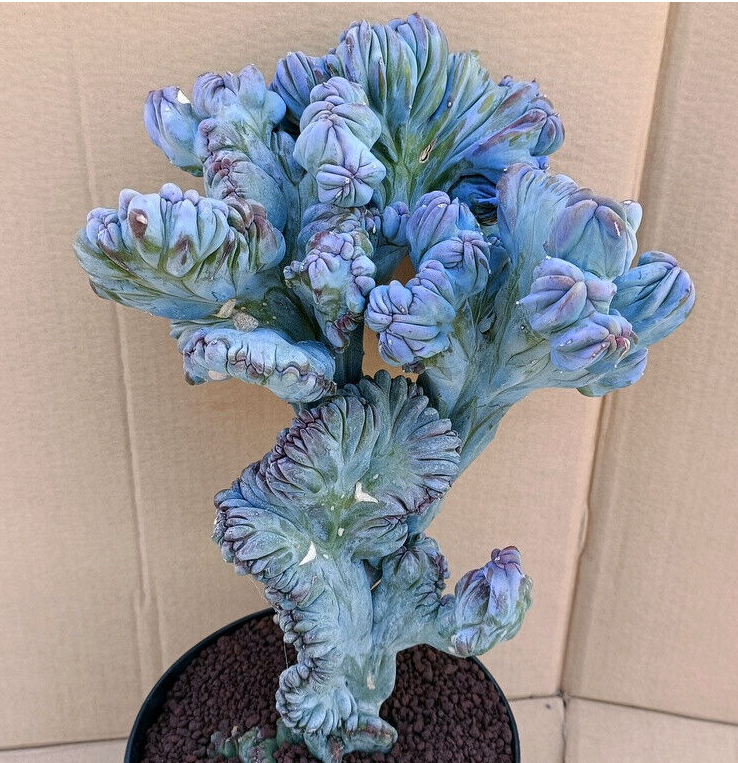 Cactus Blue Crested (Myrtillocactus geometrizans cristata)