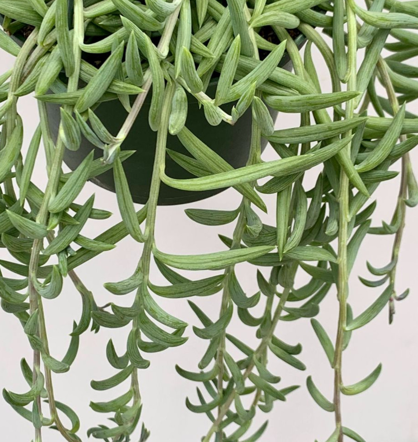 Fish Hook succulent