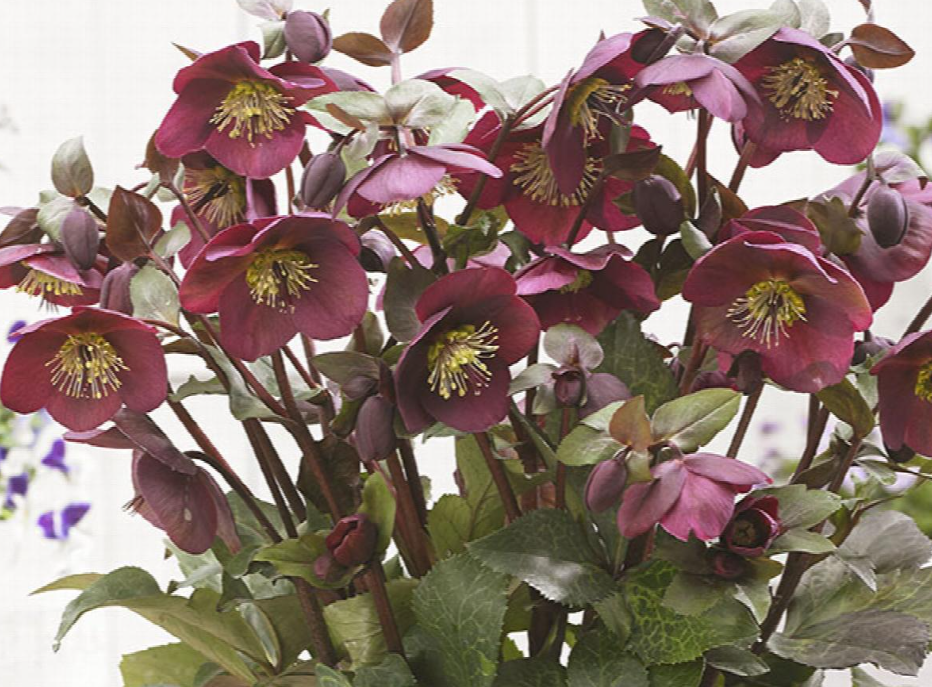 Helleborus 'FrostKiss™Anna's Red'