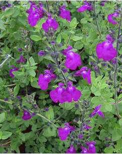 Salvia 'Christine Yeo'