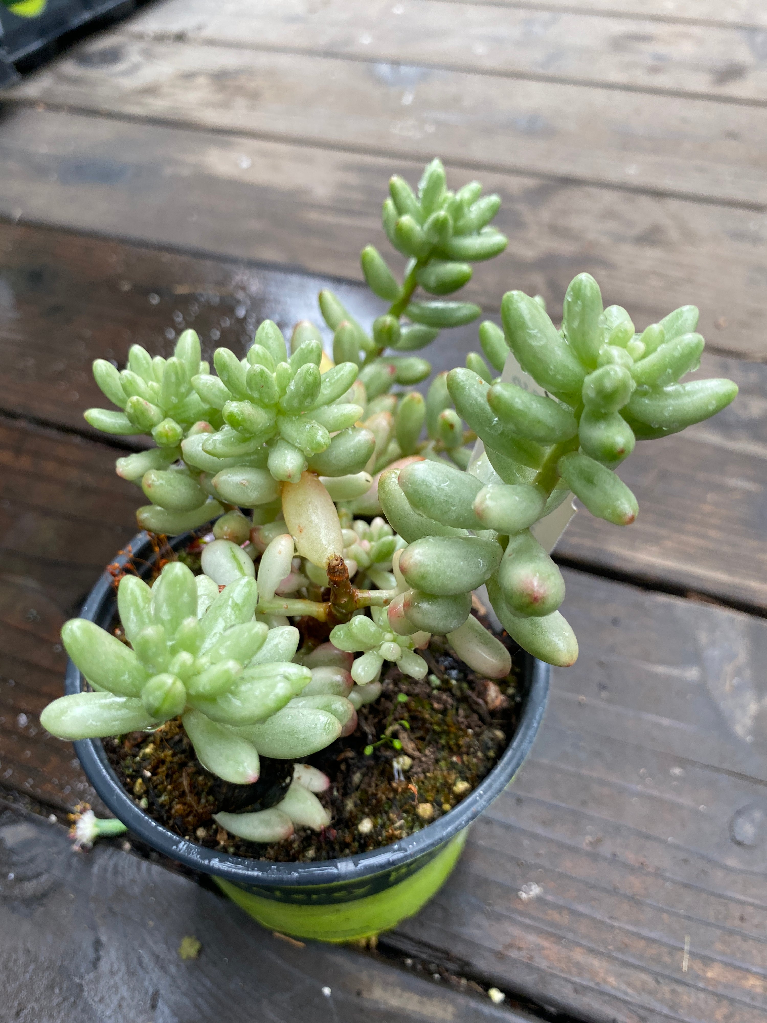 sedum aurora succulent Sedum rubrotinctum 'Aurora' – Heron's Head Nursery