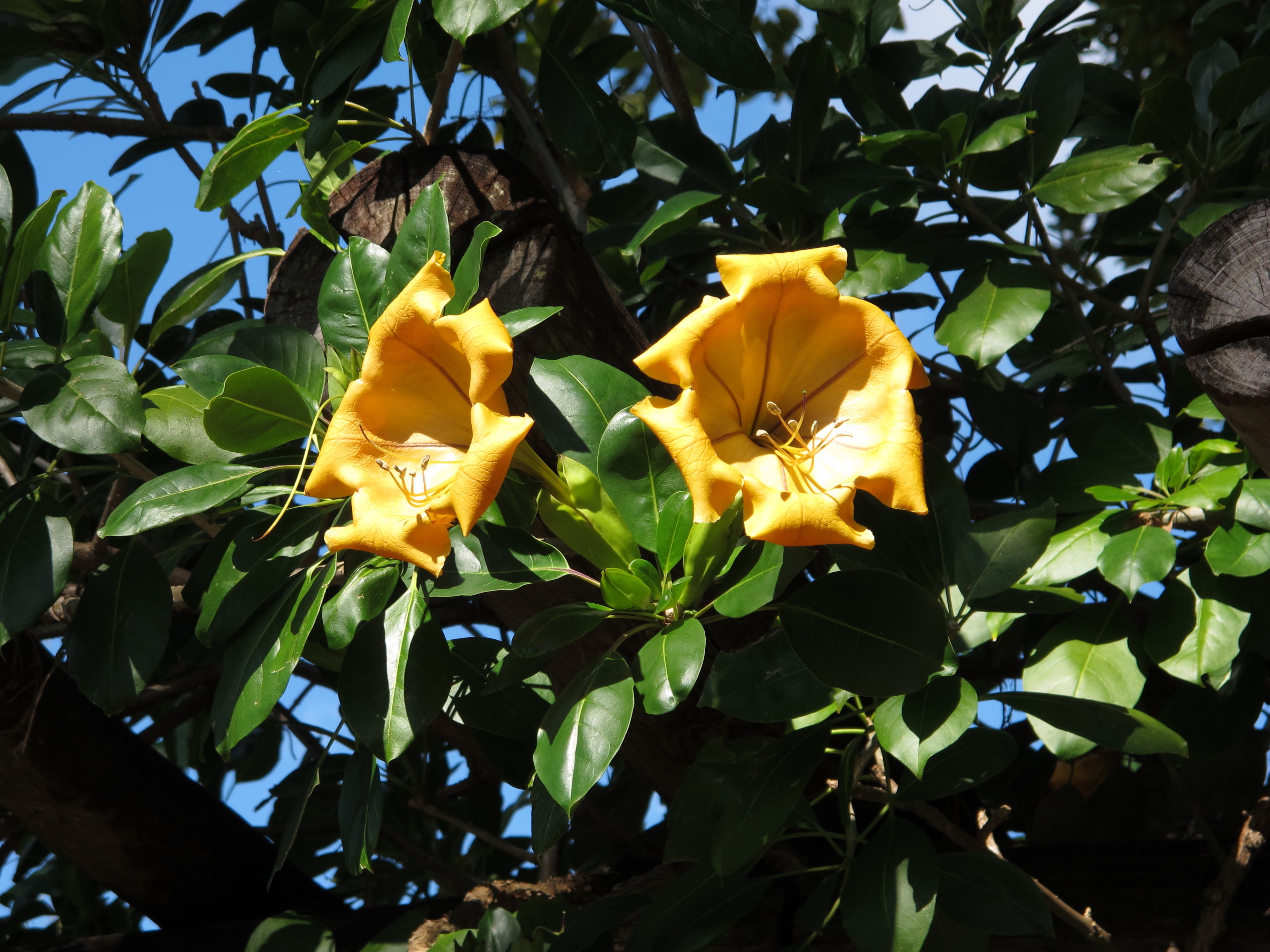 Solandra maxima – Heron's Head Nursery