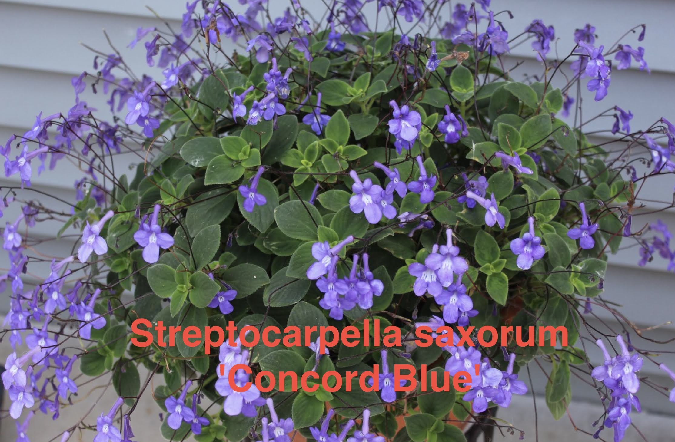 Streptocarpella saxorum 'Concord Blue'