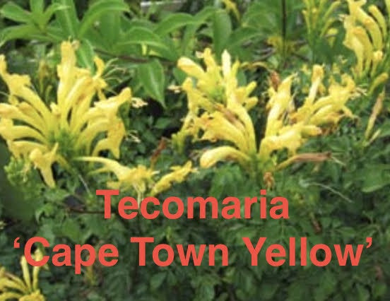 Tecomaria capensis "Cape Town Yellow"
