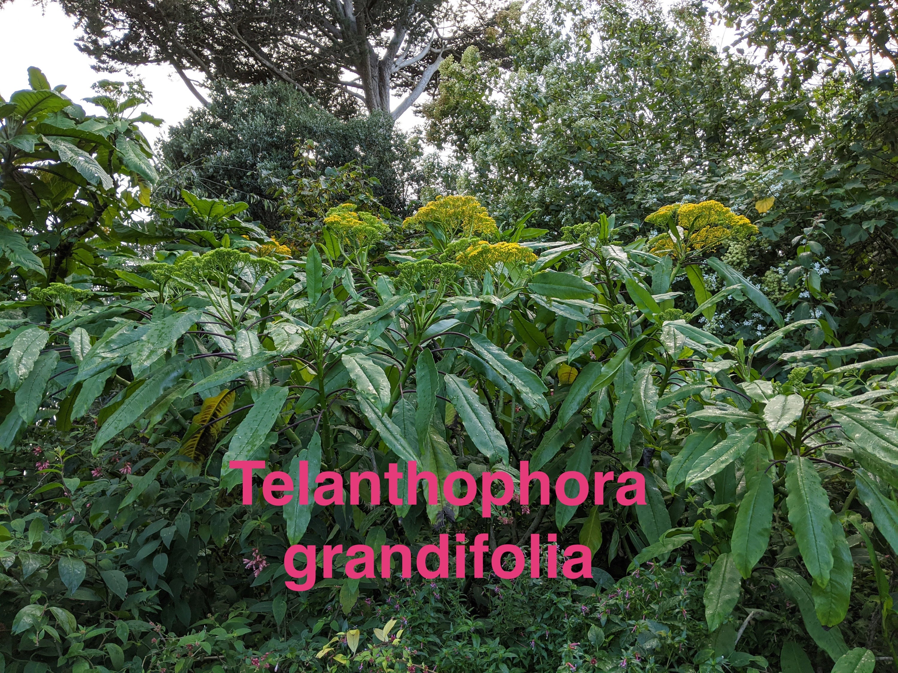 Telanthophora grandifolia