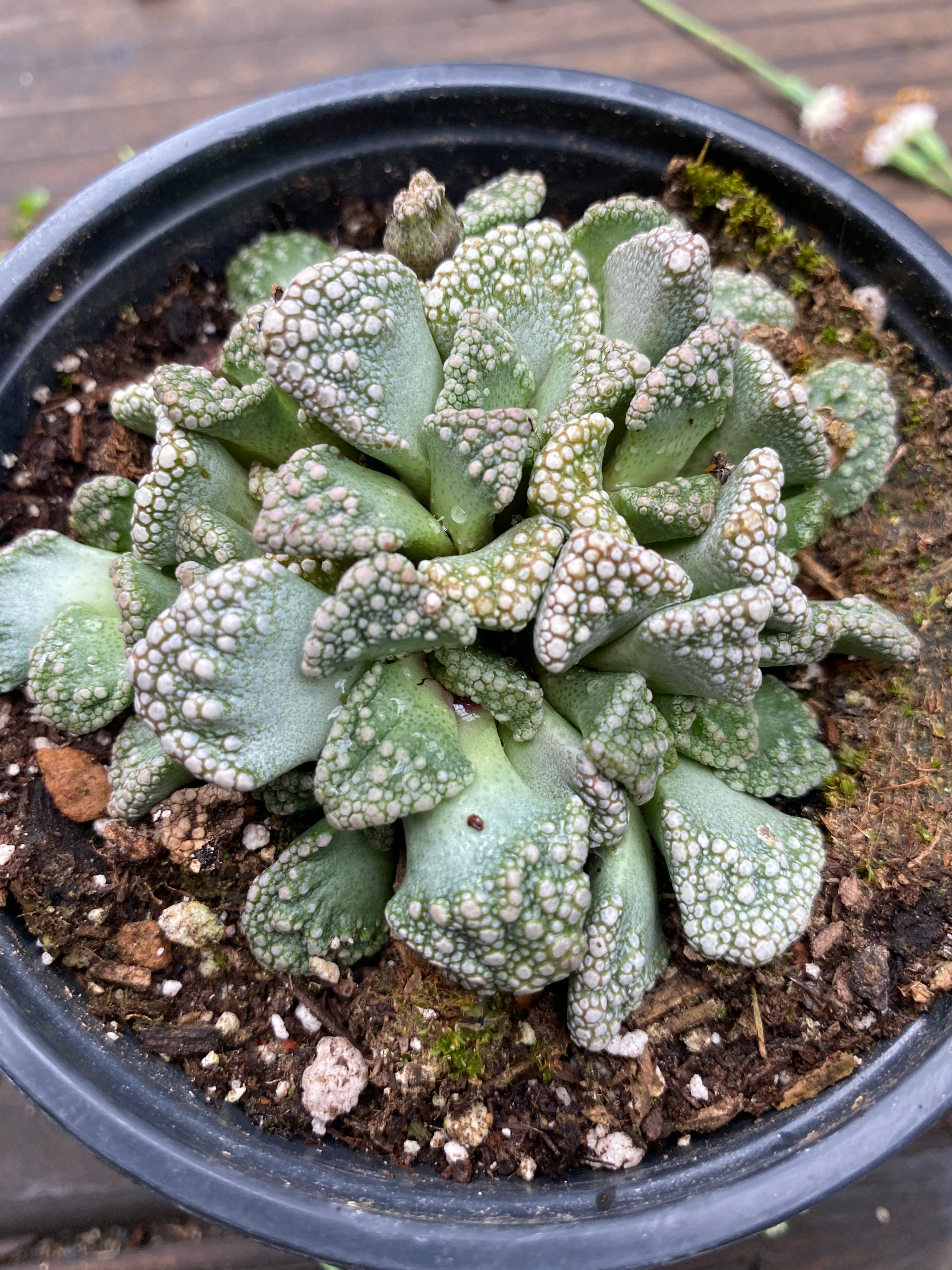 titanopsis succulent Titanopsis calcarea