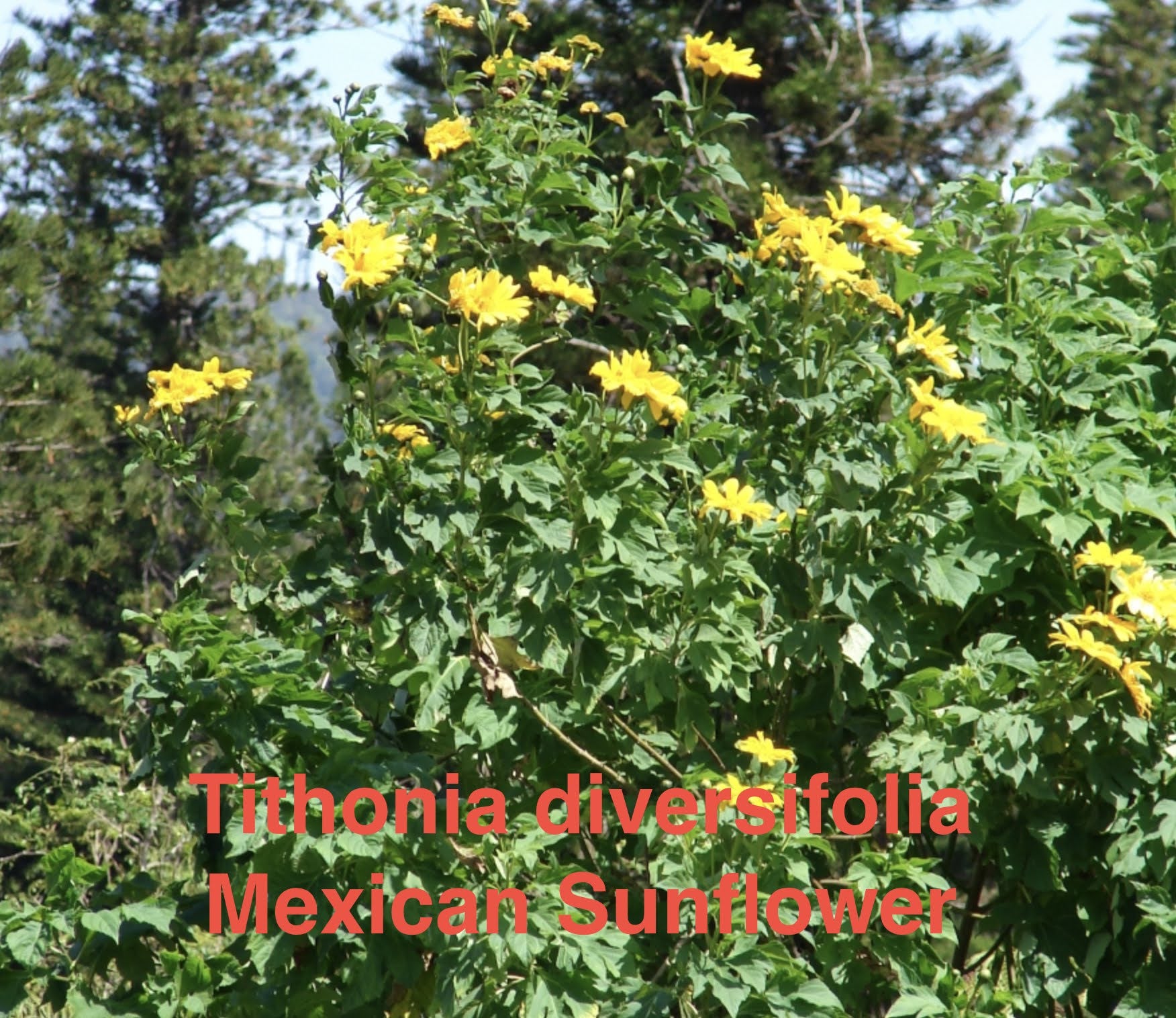 Tithonia diversifolia 'Bolivian Sunflower'