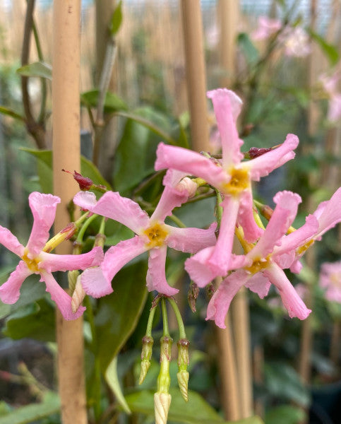 Trachelospermum 'Pink Showers'