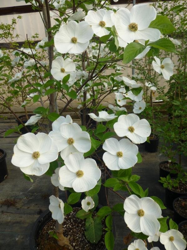 Cornus x 'Eddie's White Wonder'