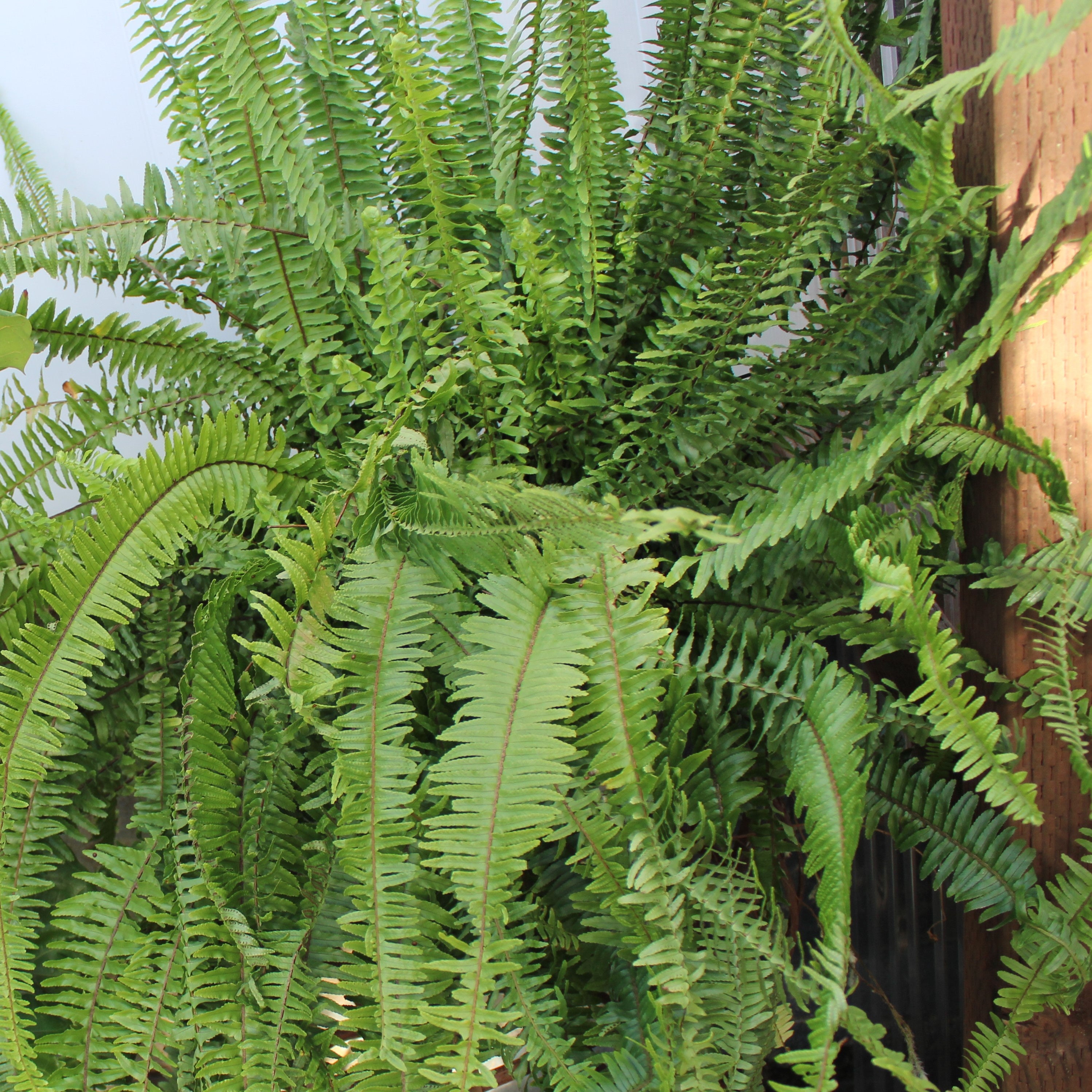 Nephrolepis cordifolia – Heron's Head Nursery