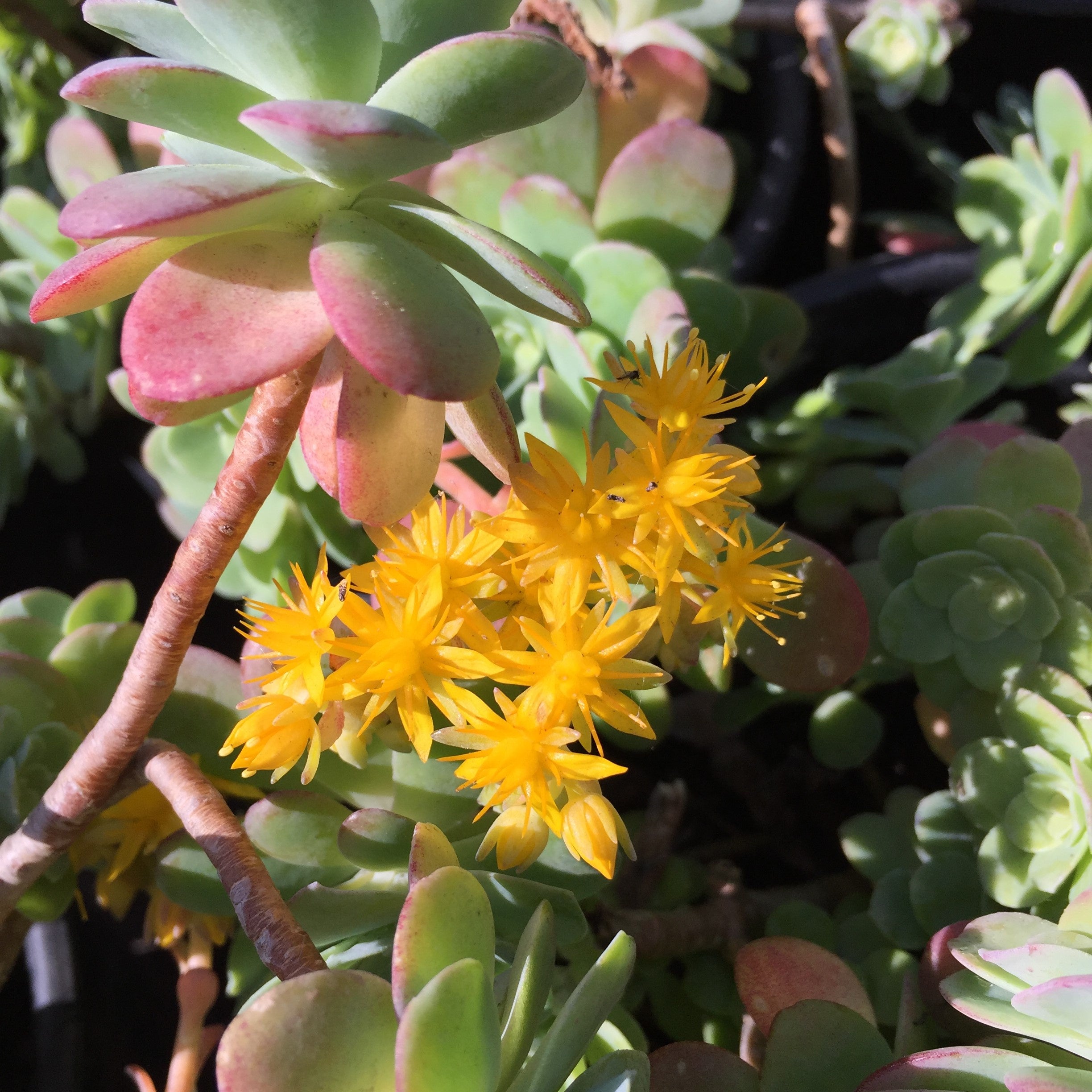 sedum palmeri succulent Sedum palmeri