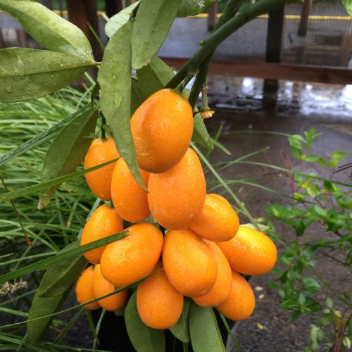 Citrus 'Nagami' Kumquat