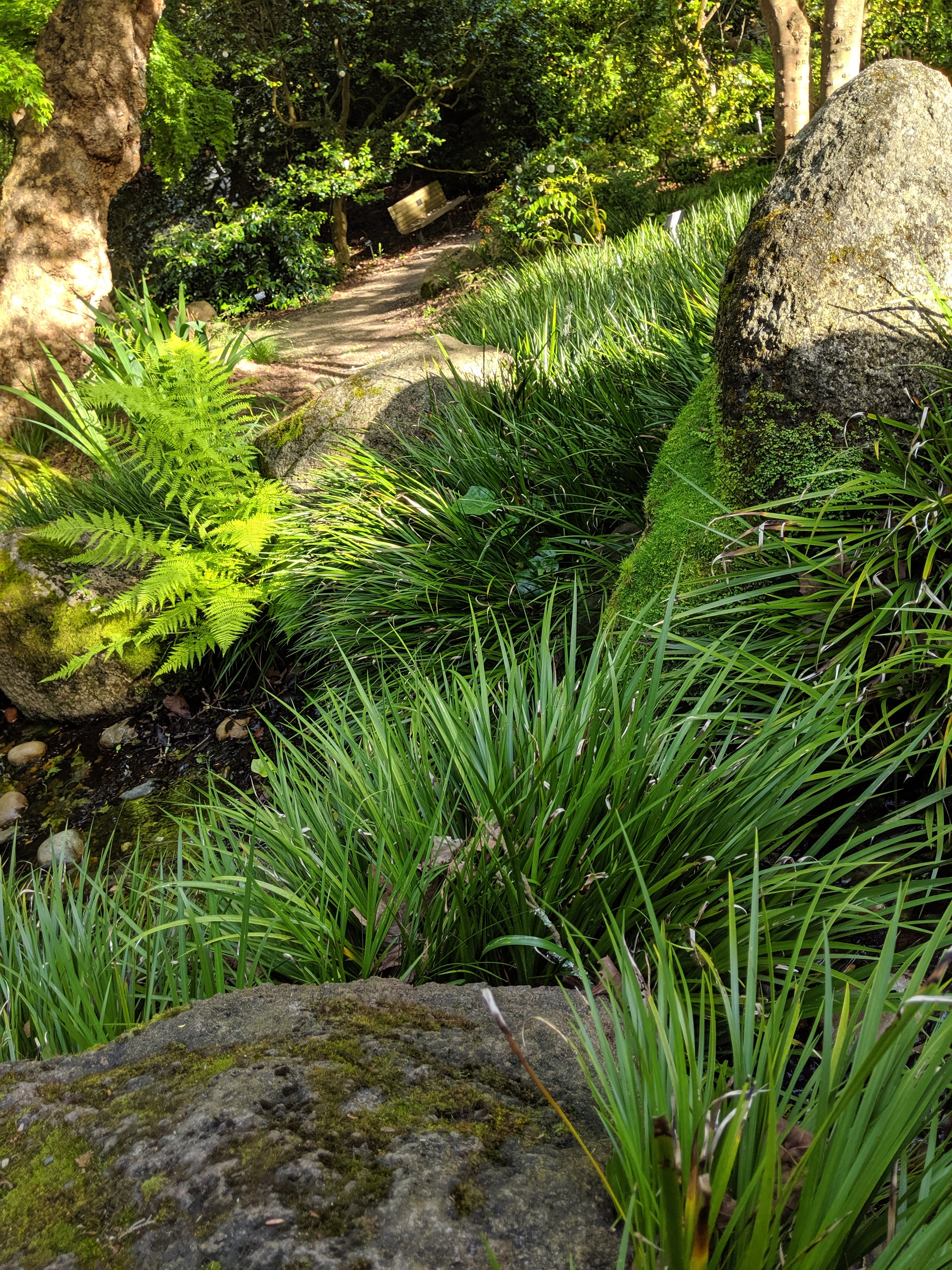 Bulbs, Tubers, & Rhizomes – Heron's Head Nursery