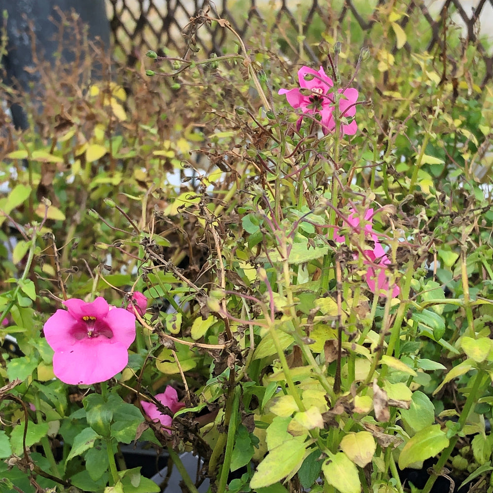 Diascia hybrid 'Juliet Pink'