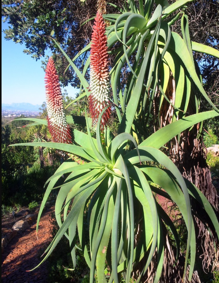 Aloe speciosa