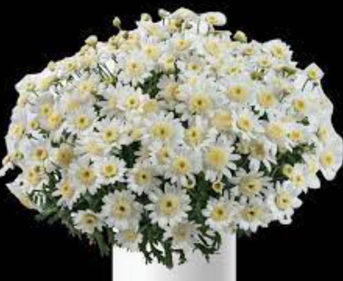 Argyranthemum frutescens 'Angelic Snow'