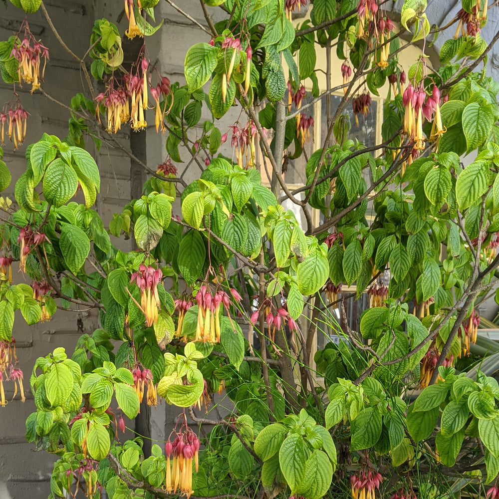 Deppea splendens "Cristobal"