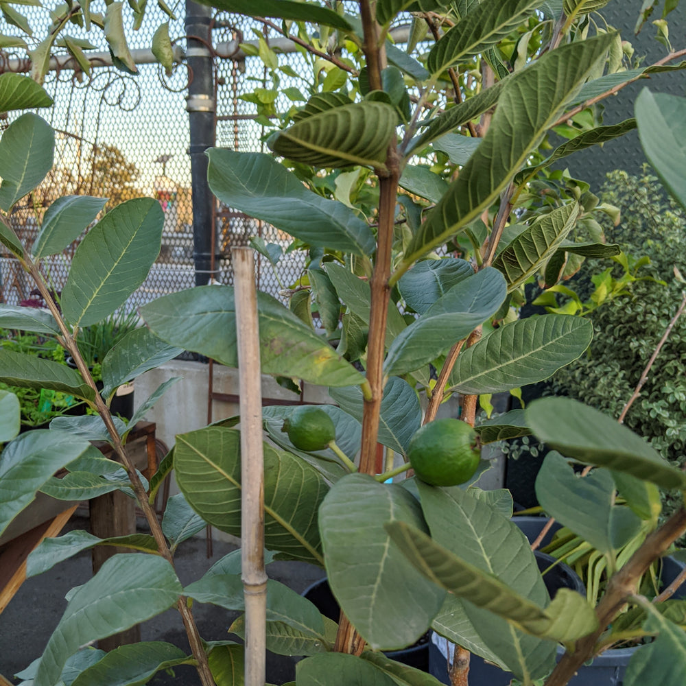 Guava- Mexican Guava