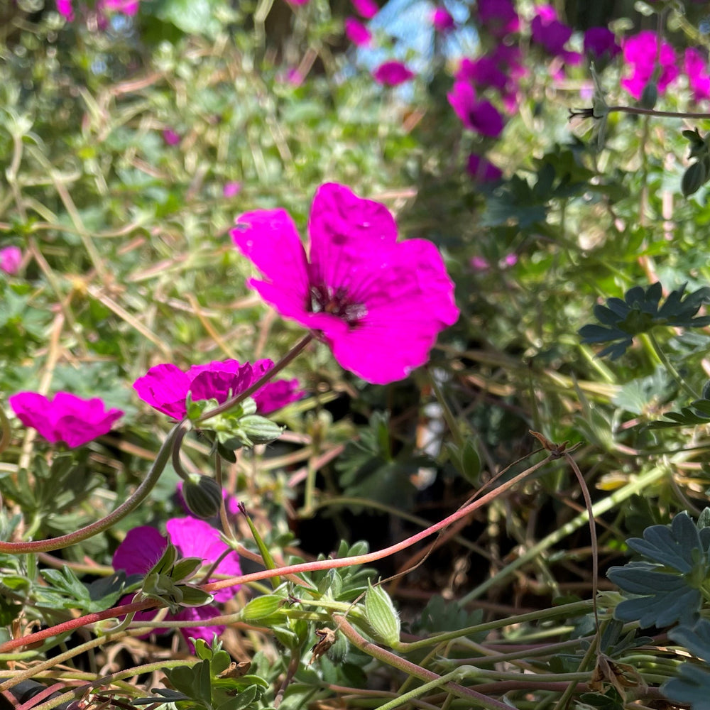 Geranium cinereum var. subcaulescens