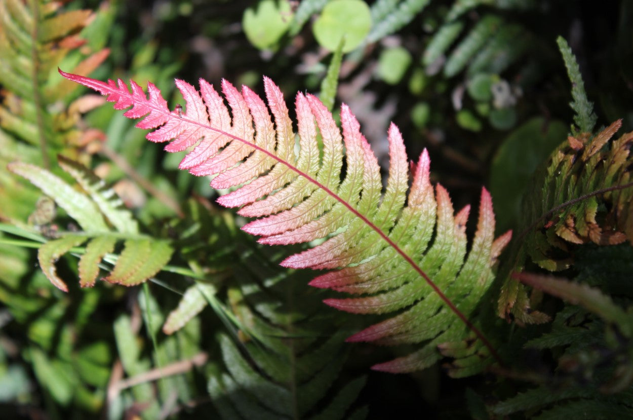 Blechnum medium (Doodia)