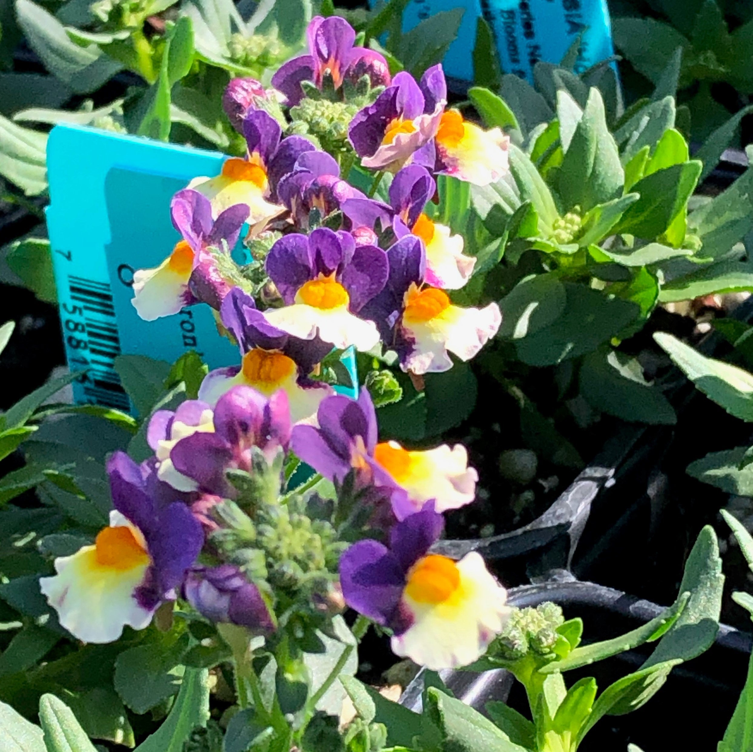 Nemesia 'Honey Bicolor Orange Flame'