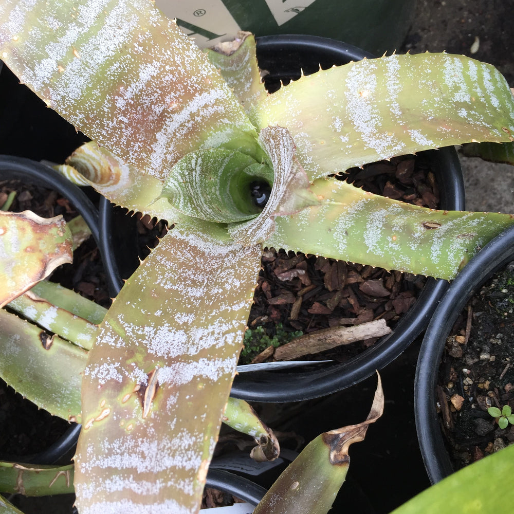 Hohenbergia 'Chocolate Tiger'