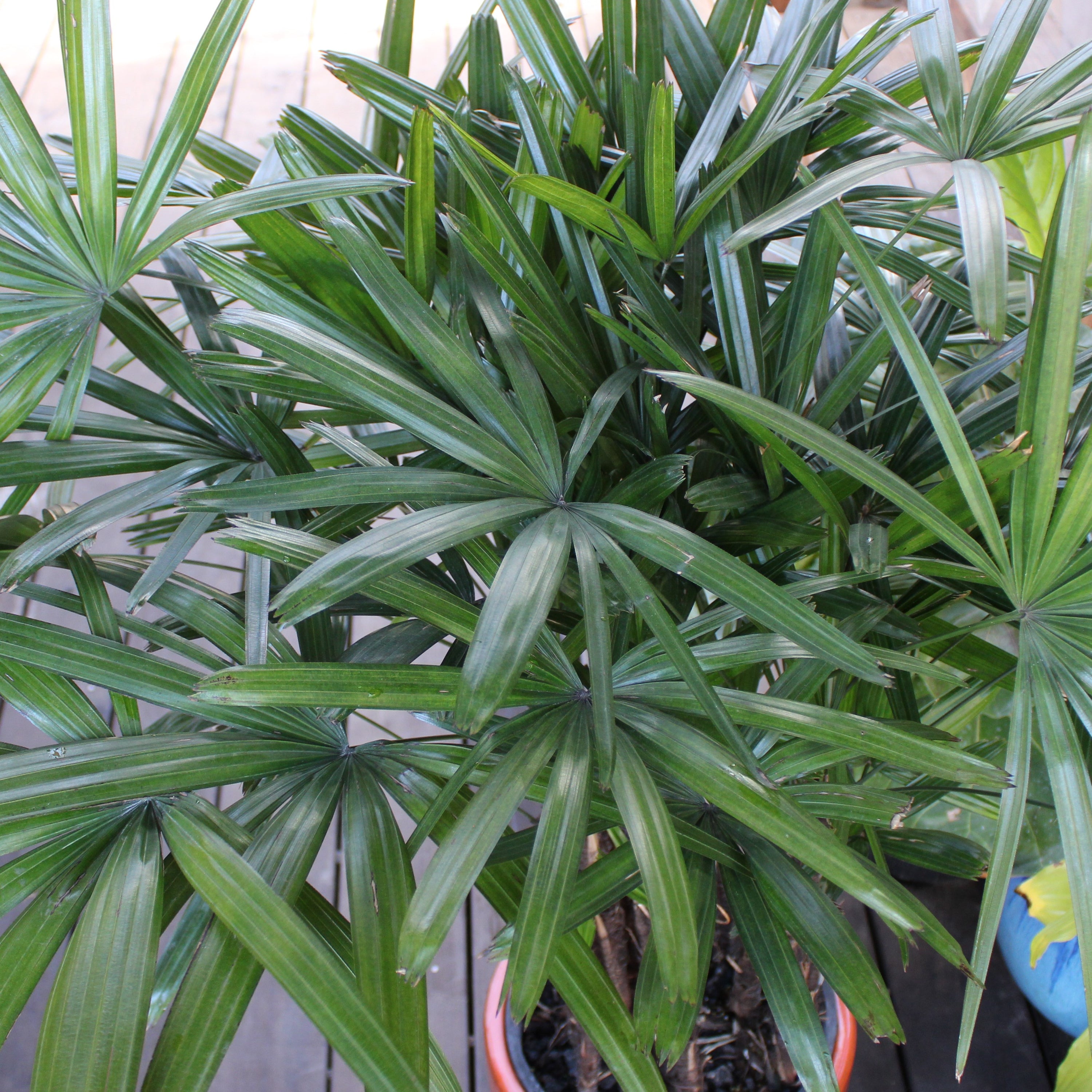 rhapis palm plant Rhapis excelsa – Heron's Head Nursery