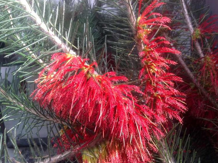 Calothamnus quadrifidus 'Seaside'